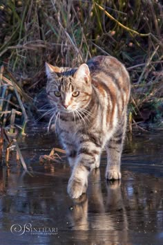 a cat walking across a body of water