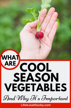 a hand holding a radish with the words cool season vegetables and why it's important