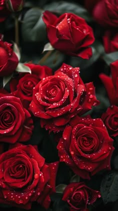 many red roses with water droplets on them