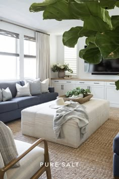 a living room filled with furniture and a large green plant in the middle of it