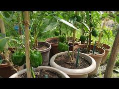 several potted plants with green peppers growing in them