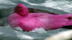 a pink bird that is laying down in the water