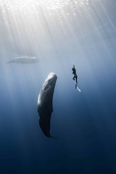 a person diving next to a large whale in the ocean with sunlight shining on them