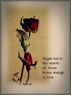 a red rose with the words angels live in the hearts of those brave enough to love