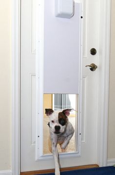 a small dog is looking through the door