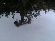 a park bench sitting under a tree in the middle of a snow covered field with potted plants