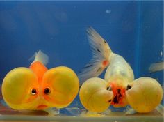 two goldfish in an aquarium looking at each other