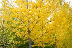 a yellow tree in the middle of a park with lots of green grass and trees