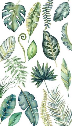 watercolor tropical leaves and plants on a white background