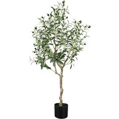 an olive tree in a black pot on a white background