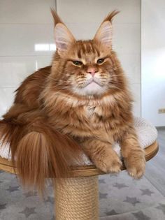 an orange cat sitting on top of a scratching post