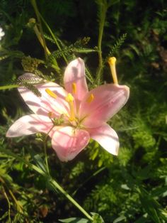 a pink flower with yellow stamens in the middle of some green leaves and grass