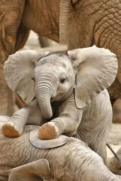 two baby elephants are playing with each other