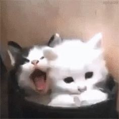 two white cats are sitting in a black hat and one is yawning with its mouth open