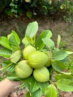 a person holding green fruit on top of a leafy tree in their hand,