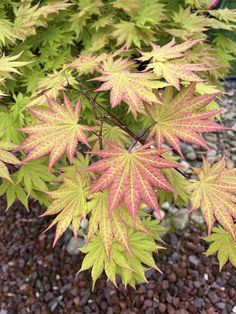 a close up of a leafy plant with red and green leaves in the background