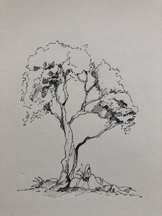 a pencil drawing of a tree on paper