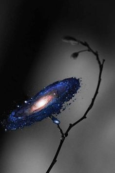 a black and white photo of a galaxy in the sky with a small tree branch