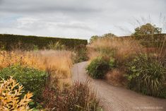 a dirt road surrounded by tall grass and bushes