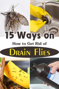 the words, 15 ways on how to get rid of drain flies are in front of pictures