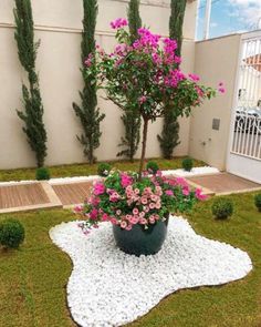 a potted plant sitting on top of a white rug in the middle of a yard