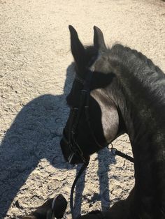 a black horse standing on top of a sandy ground next to a person's shadow