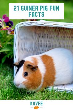 a brown and white guinea pig sitting in the grass next to a basket with flowers