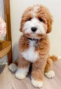 a small brown and white dog sitting on top of a wooden floor next to a mirror