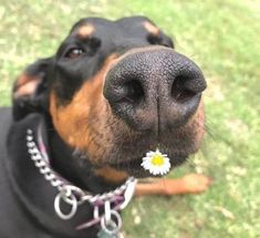 a close up of a dog with a flower in its mouth and grass behind it