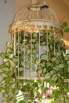 a bird is sitting on top of a cage filled with green leaves and ivys