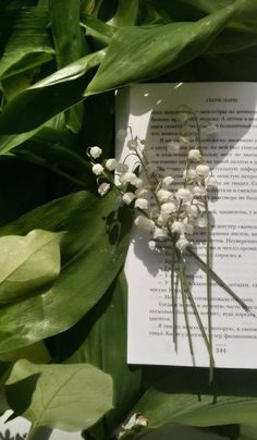 an open book sitting on top of a lush green plant