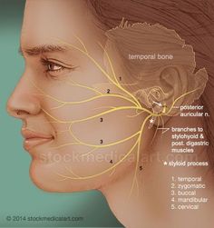 the side view of a woman's face with her hair pulled back and labeled