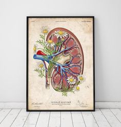 an illustration of the human kidney with flowers and herbs in it on a white wall