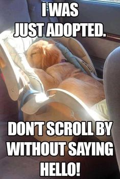 a dog sleeping in a car seat with the caption i was just adopted don't scroll by without saying hello