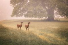 two deer standing in the middle of a field next to a large tree on a foggy day