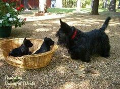 three small black puppies in a wicker basket