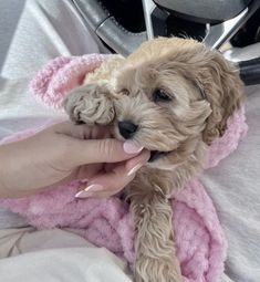 a person is holding a small dog in their lap and petting it's face