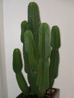 a large green cactus in a black pot