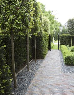 a brick walkway between two trees and bushes