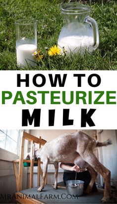 milk being poured into a glass pitcher on top of a green grass covered field with the words, how to pasteurize milk