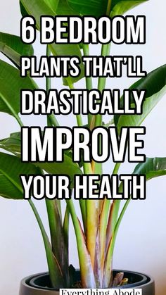 a potted plant with the words 6 bedroom plants that will dramatically improve your health