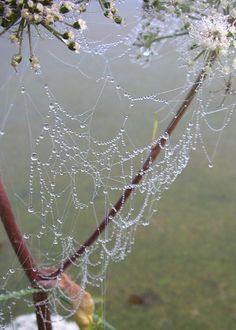 dew covered spider webs hanging from a tree branch in the grass next to water