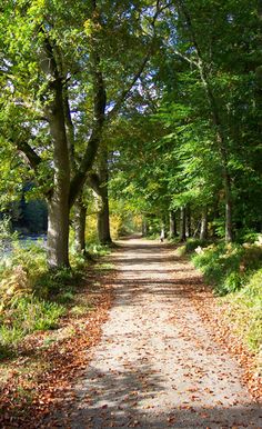 a dirt road surrounded by trees with leaves on the ground