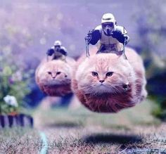 two star wars cats are being chased by a man in a space suit on top of another cat