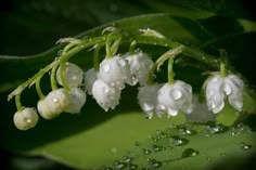 some white flowers with drops of water on them