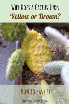 yellow or brown cacti in a pot with text overlay that reads, why does a cactus turn yellow or brown?