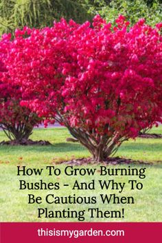 red flowering bush with text overlay how to grow burning bushes and why to be cautious when planting them