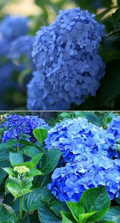 two pictures of blue flowers with green leaves