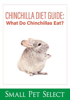 a book cover for the small pet select chinila diet guide what do chinilias eat?