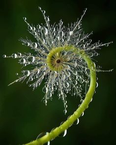 a dandelion with drops of water on it